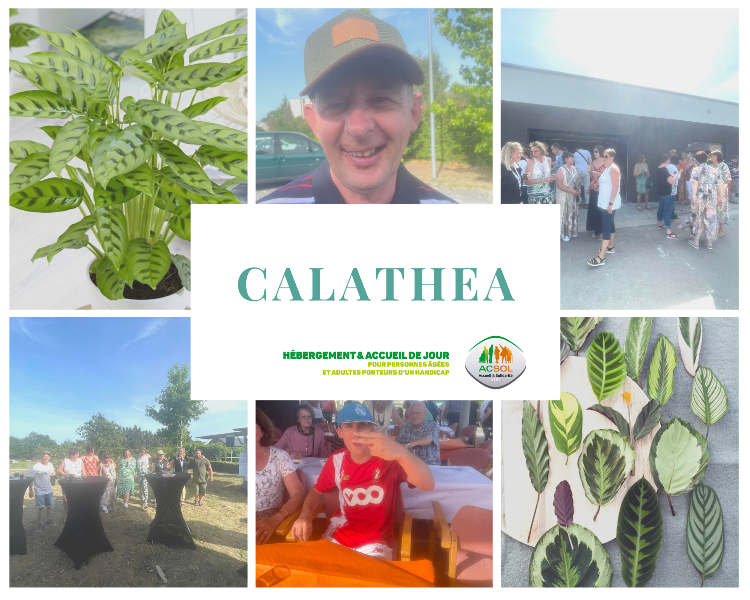 Calathea - Redim